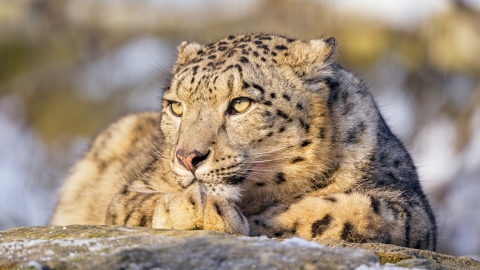 A light tan cat with black spots laying on a rock in a snowy environment