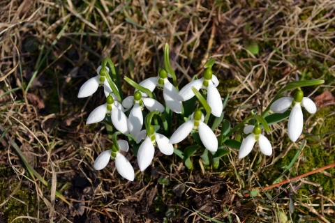 Green stems emerging from thick grass with bright white flowers