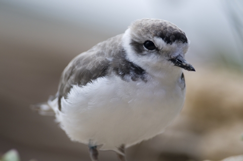 A small white-breasted shorebird with short pointed beak and grey feathers on it's head and wings