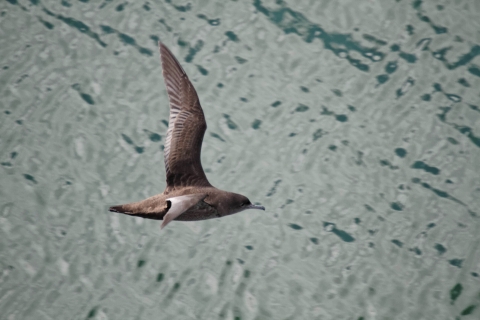 A brown/dark grey bird flying over the water