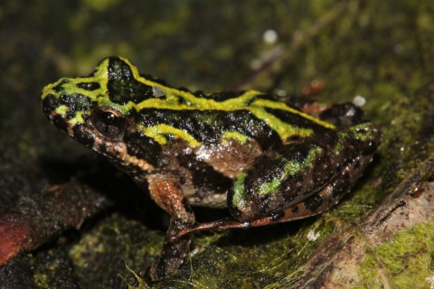 A black frog with bright green stripes standing on moss-covered ground