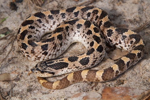 A black, grey and yellow snake with a rounded head