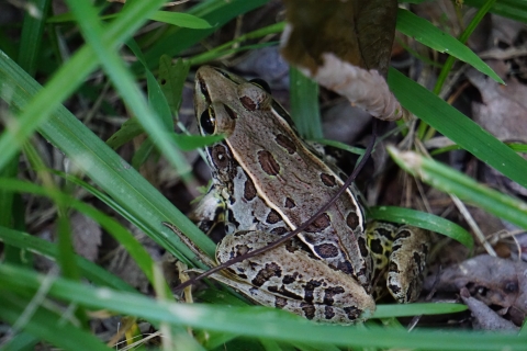 A brown frog with dark spots in the grass