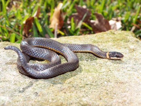 A dark grey snake with red markings on it's belly and a reddish orange ring around it's neck