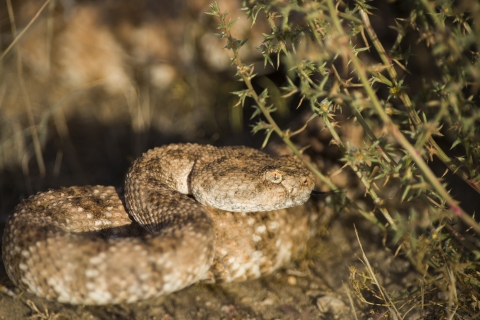 A coiled tan colored snake with brown splotches hiding next to some vegetation