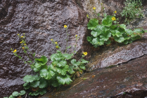 A green leafy plant with yellow flowers emerging from crevices in a rock face