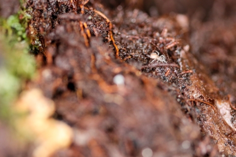 A tiny white spider walking across dark, wet organic soil