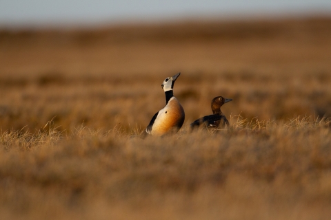 Two different looking ducks, one white breasted with black wings, and a brown headed duck with darker body on a dry tundra
