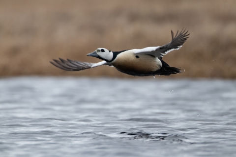 A white and black bird glides over the water with tundra in the background