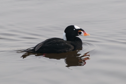 A black bird with white patches on its forehead and neck, and a white and orange beak