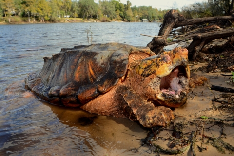 An orange-fleshed turtle on the bank of a river with it's mouth wide-open