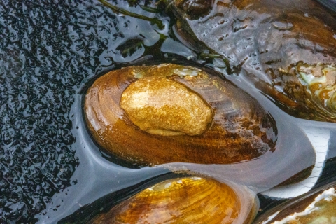tagged medionidus parvulus mussel