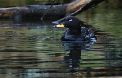 A dark black bird with a white area around its eye and orange beak tip, swimming