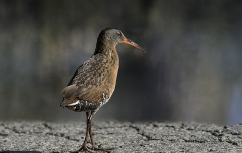A black and brown bird with red beak walking on a rock