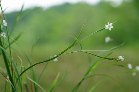 A grass-like plant in a wetland with a small, bright white flower with six petals