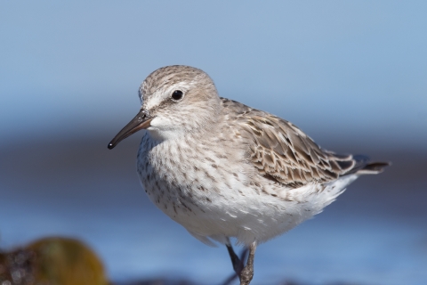 A white, grey and black speckled bird along the shore