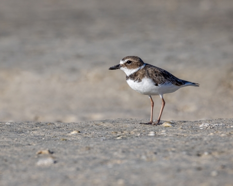 A small shorebird with brown feathers on it's head and back, white breast