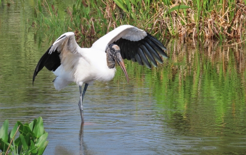 A large white bird with black wing tips wades through the water