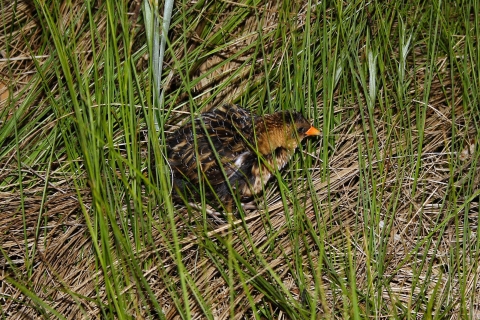 A black and brown bird with orange beak in bright green marsh grass