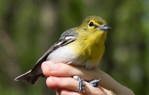 A yellow and grey bird in hand