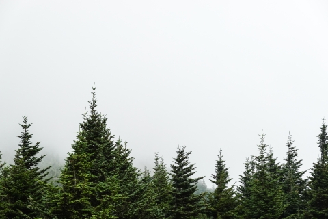 Several conifer trees with a foggy background