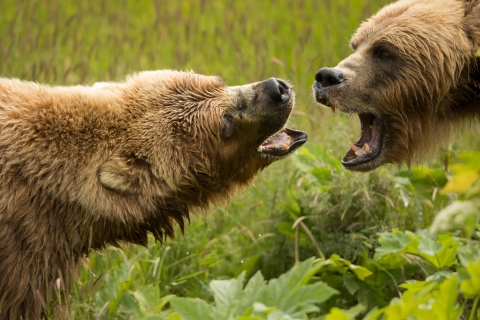 Two large Kodiak Brown Bears bearing their teeth at each other on a grassy hill in Kodiak, Alaska.