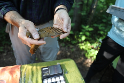 a biologist extends a songbird's wing for measurement before banding it