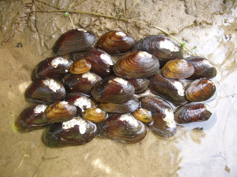 Cluster of James spinymussels in shallow water