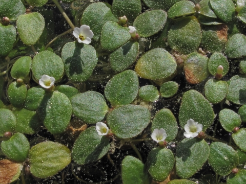 Floating plant with small oval-shaped leaves and white flowers