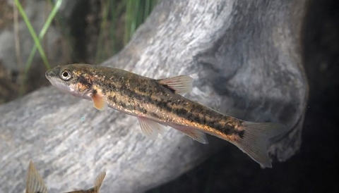Small fish near log
