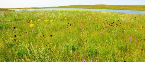 Wide view of prairie dotted with wildflowers leading up to wetland.