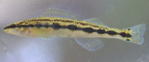 Small slender fish with rounded fins and a bead-like stripe running horizontally across the length of its body. The top half of its body is a pale yellow-gold color and the lower half is white.