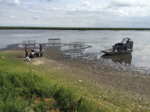 biologists work on the shore of a lake with three waterfowl swim-in traps and an airboat on the lake