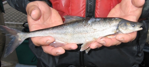 small silver-colored fish in a man's open hands