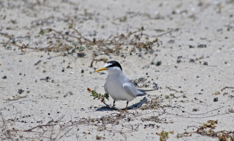 A California least tern bird 