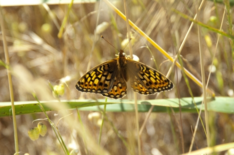 a black and orange callippe silverspot butterfly on a stalk of dried grass