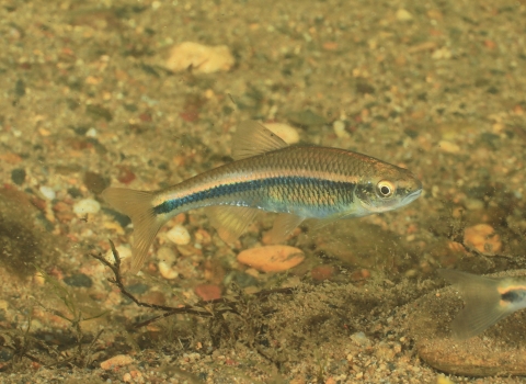 A fish hovers above a streambed with sandy and small cobble substrate. The fish has a distinct dark stripe running horizontally across the lateral side of its body.