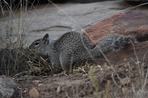 a bark gray squirrel forages