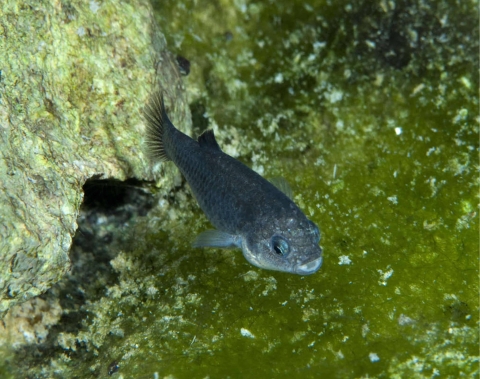 Small blue fish in natural habitat