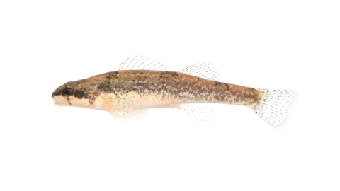 Small bodied fish with a blunt snout, rounded fins, three saddles, and a mottled pattern along the sides of its body.