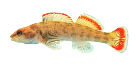 A colorful fish with a small elongate body, bright red bands on its fins and a mottled brown-beige pattern across its sides