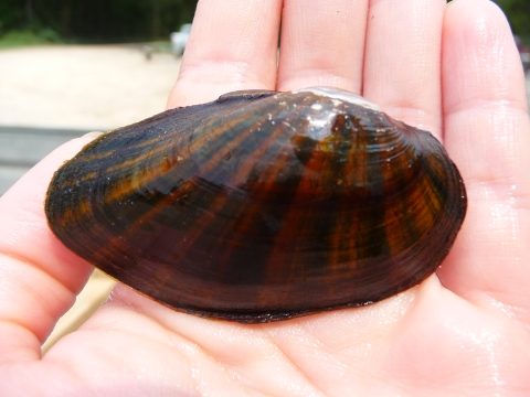 A freshwater mussel sits in a person's hand. The mussel shell has dark and light striations radiating from the hinge.