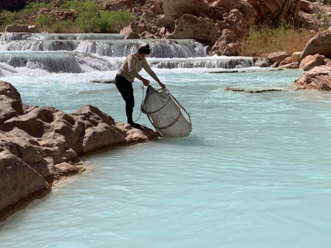 Jacqualyn Halmbacher casts a hoopnet during a spring Humpback Chub monitoring trip on the Little Colorado River in Grand Canyon, Arizona.