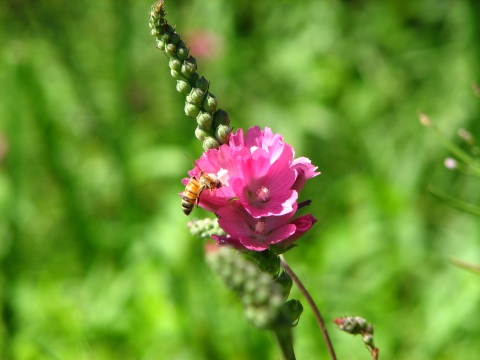 a honeybee visiting pink cup flowers growing up a flower stalk.