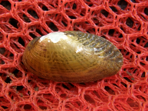 Freshwater mussel with an elliptical shaped shell with thin broken rays radiating from the umbo to the margin of the shell