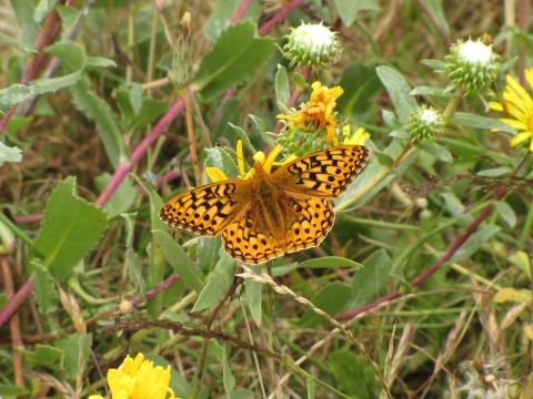 a black and orange myrtle's silverspot butterfly rests on a yellow flower