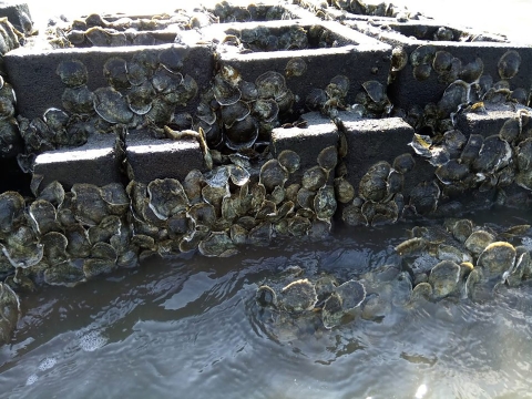Many oysters are attached to a cement wall of blocks. The wall is submerged in water. 