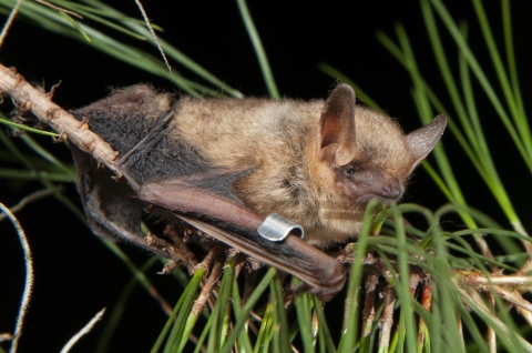 A fluffy bat perches between the needles of an evergreen branch. On its left wing it has a metal band.