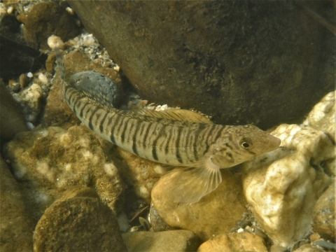 A fish with dark brown vertical stripes across its body rests on a bed of small pebbles and gravel.