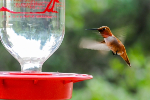 Male rufous hummingbird at feeder